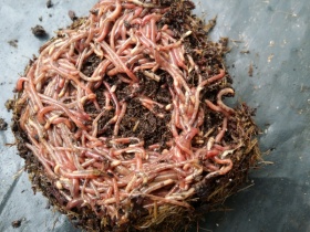 50g (300-400) surface dwellers