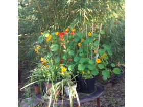 Nasturtiums