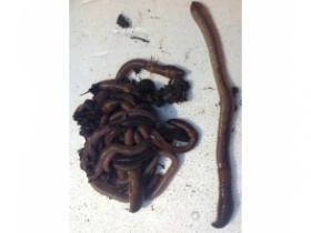 20 large lob worms