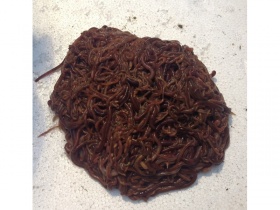 1000 bait worms (500g+)
