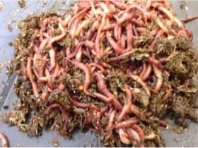 2000 worms for septic tanks and soakaways
