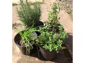 4 x 2 litre tubs organically grown herbs
