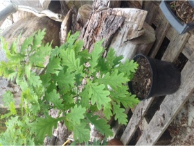 10 x 80cm English Oak Trees