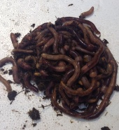 View categories and products within Worms for fishing/reptile food