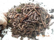 View categories and products within Worms for soil improvement