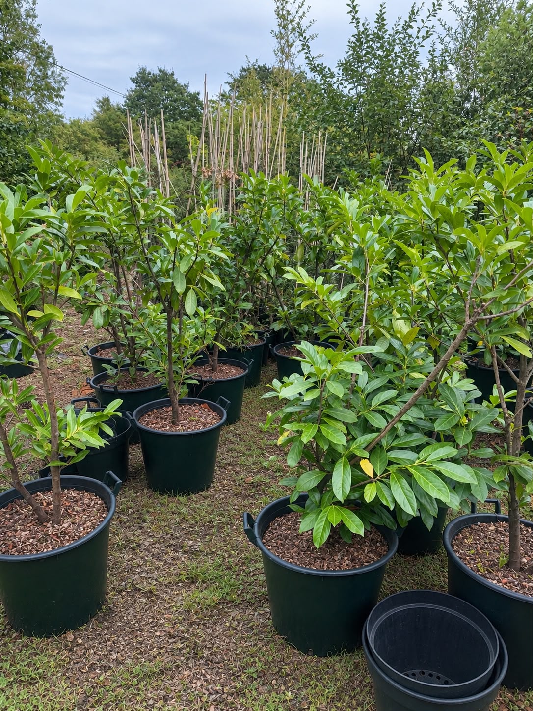 Cherry Laurels in pots at nursery