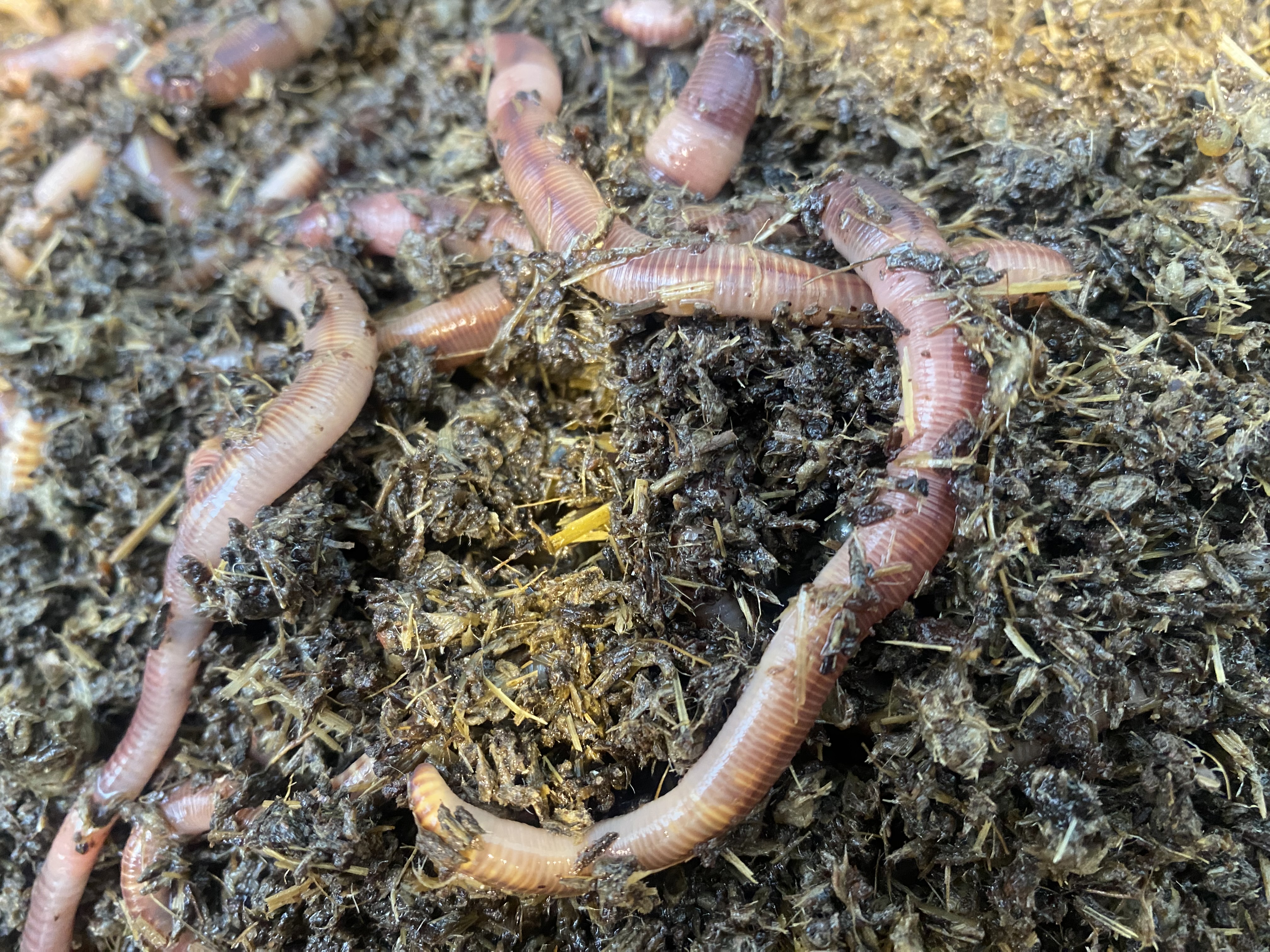 Large Dendrobena worms