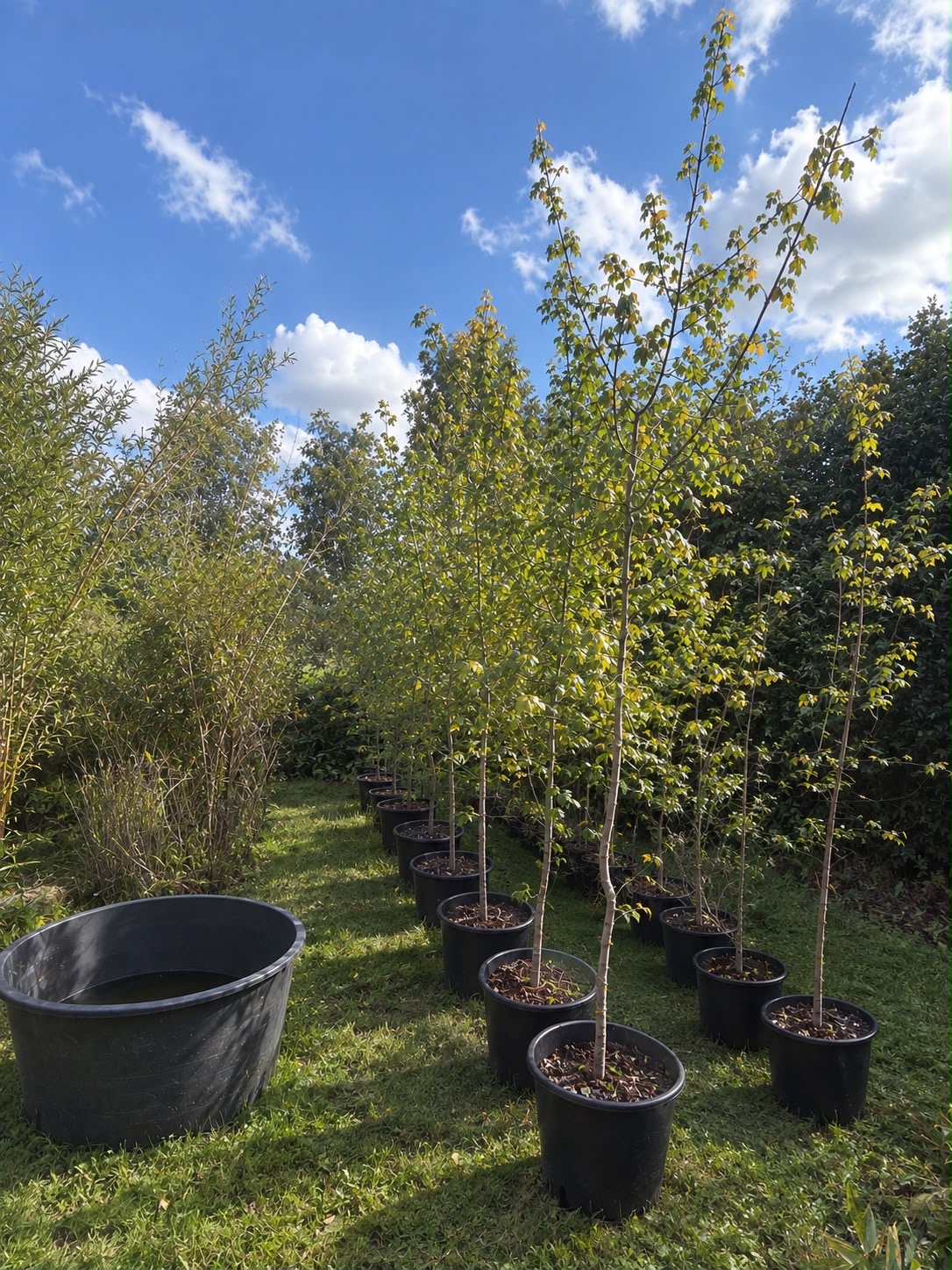 Field Maples in nursery rows