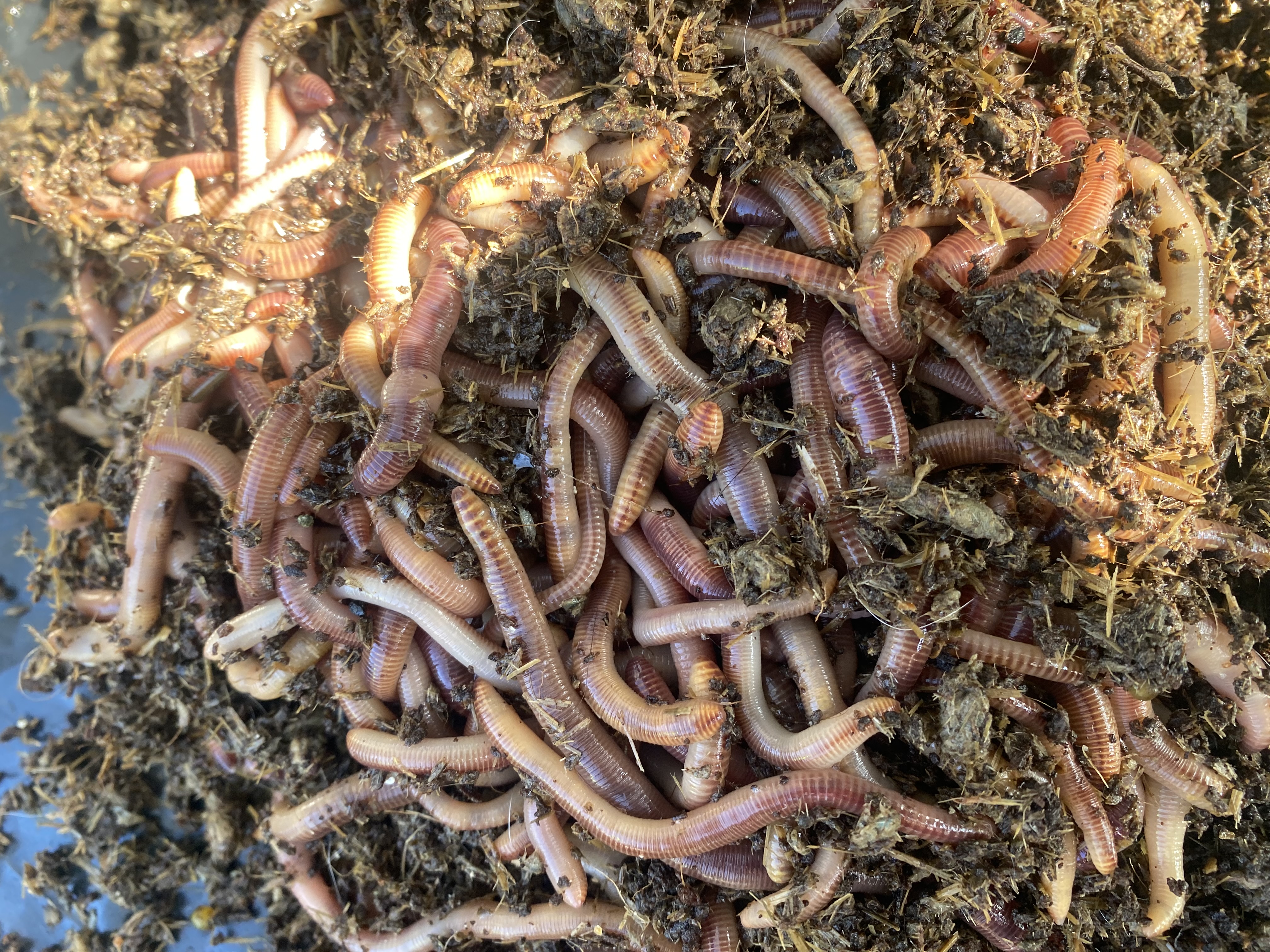 Lob worms for soil improvement