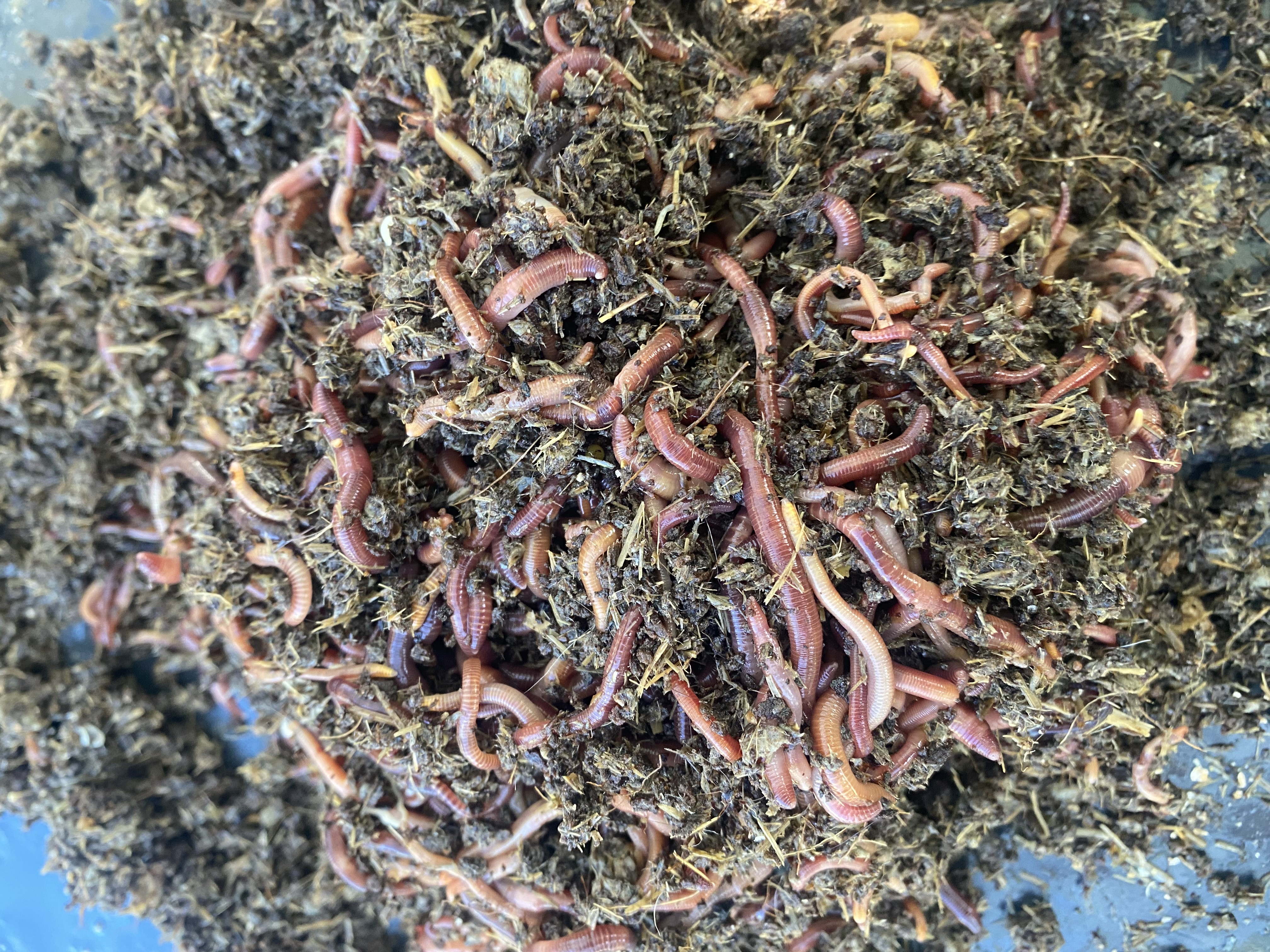 Mixed composting worms in compost