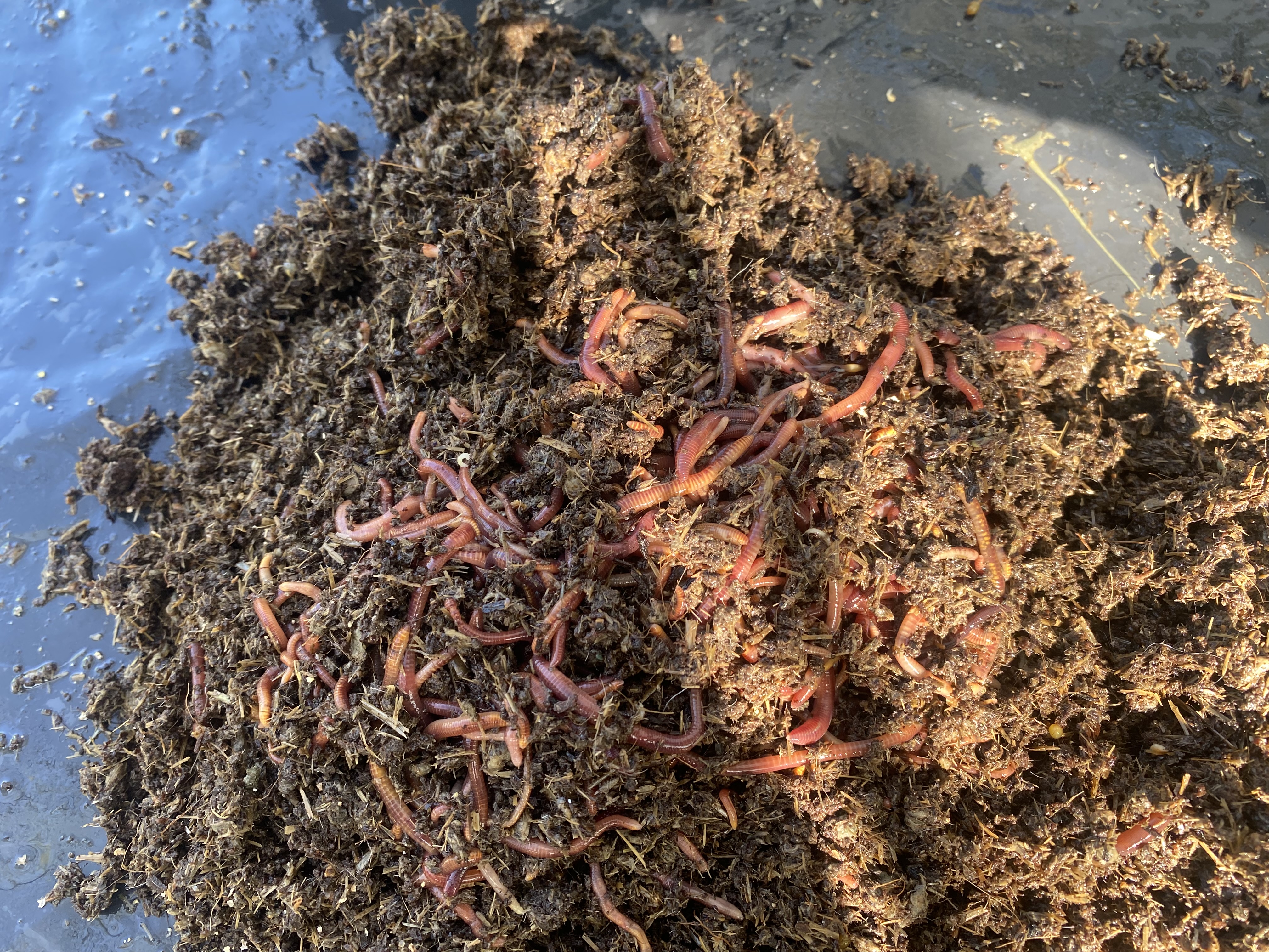 Septic tank treatment worms