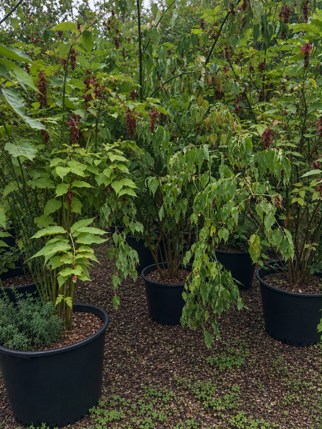 Mature Wisteria plants in pots