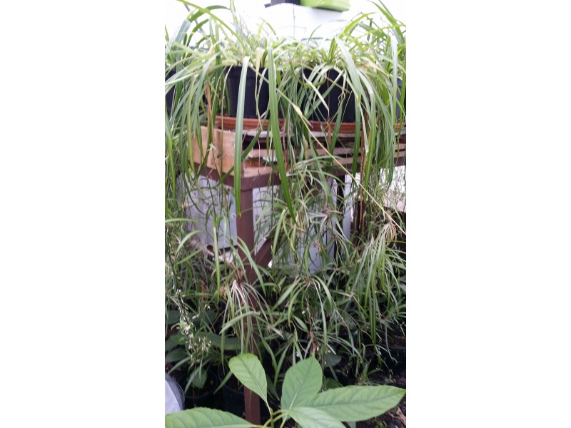 10 Giant Spider Plant