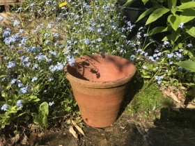 Rare Victorian flowerpot with side drainage holes