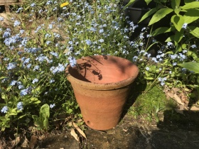 Image of Rare Victorian flowerpot with side drainage holes