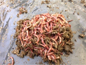 1000 worms for septic tanks, soakaways or compost toilets