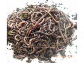 250g mixed size worms (approx. 100 to 130 worms)