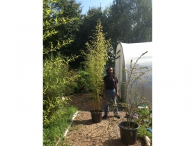 Golden Bamboo - Phyllostachys Aurea collection only 30 ltr pot - (2-3 Metres)