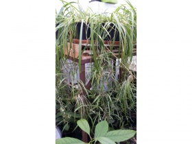 Image of Mature Spider Plants