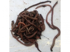 Image of 100 lob worms