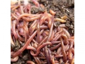 Mixed Composting/Wormery Worms (Approx 600 to 800 depending on size)