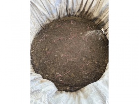 285 litre giant wormery