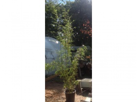 Image of Green Bamboo - Phyllostachys Aurea - Collection only Organic. 40 ltr pot - (2-3 Metres)