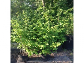 Image of 10 cobnut trees, 60 litre pots over 7 ft tall. COLLECTION ONLY