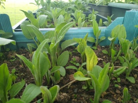 25 Jerusalem Aritchokes ready to plant