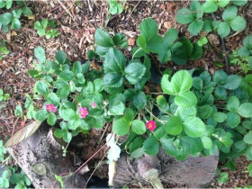 4 Wild Strawberry Plants