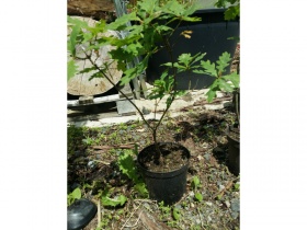 Image of 7yr old English Oak Tree