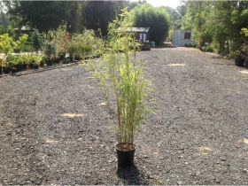 Image of Golden Bamboo Fargesia - 1 - 1.5 Metre- Collection only Organically grown 10 ltr pot. Aprox 